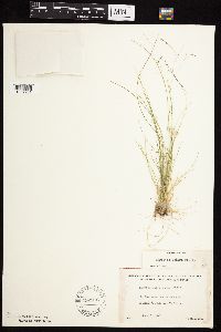 Agrostis scabra image