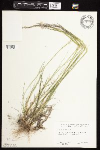 Agrostis scabra image