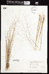 Agrostis scabra image