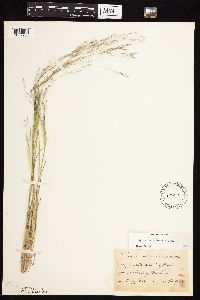 Agrostis scabra image