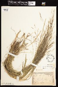 Agrostis scabra image