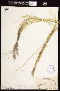 Agrostis scabra image