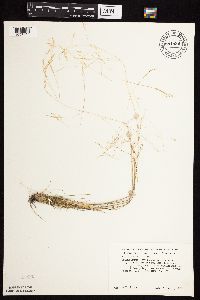 Agrostis scabra image