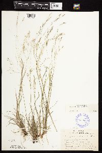 Agrostis scabra image