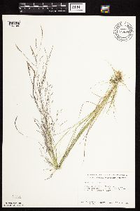 Agrostis scabra image