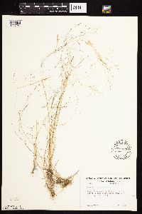 Agrostis scabra image