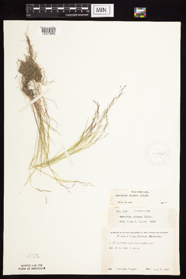 Agrostis scabra image