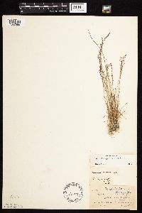 Agrostis scabra image