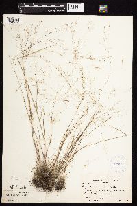 Agrostis scabra image