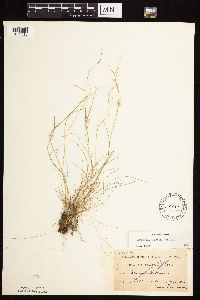 Agrostis scabra image