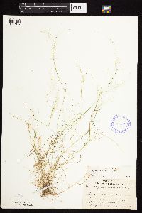 Agrostis scabra image