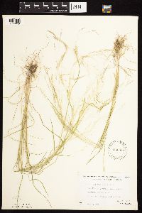 Agrostis scabra image