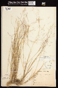 Agrostis scabra image
