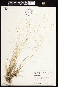Agrostis scabra image