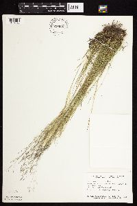 Agrostis scabra image