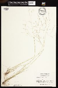 Agrostis scabra image