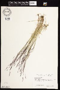 Agrostis scabra image