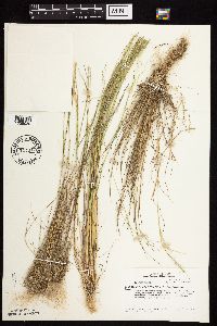 Agrostis scabra image