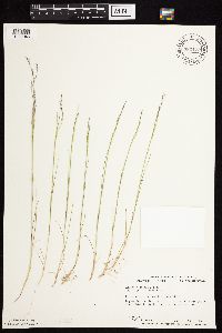 Agrostis scabra image