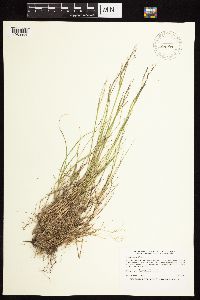 Thumbnail image of current specimen