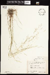 Agrostis scabra image