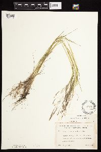 Agrostis scabra image