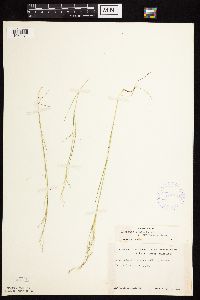 Agrostis scabra image