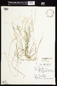 Agrostis scabra image