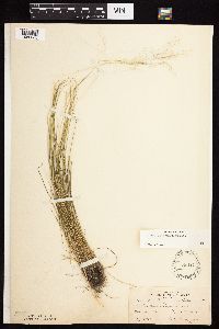 Agrostis scabra image