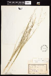 Agrostis scabra image