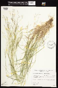 Agrostis scabra image
