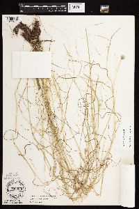 Agrostis scabra image