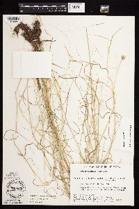 Agrostis scabra image