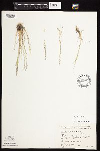 Agrostis scabra image