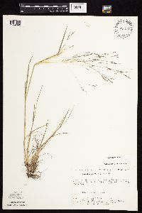Agrostis scabra image
