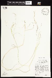 Agrostis scabra image