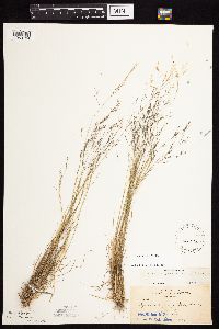 Agrostis scabra image