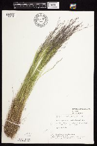 Agrostis scabra image