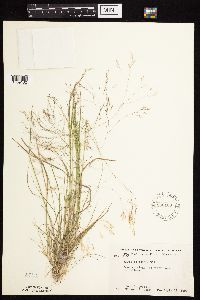 Agrostis scabra image