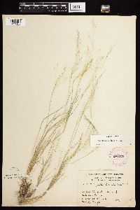 Agrostis scabra image