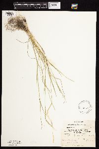 Agrostis scabra image