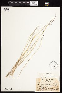 Agrostis scabra image