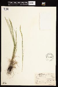 Agrostis stolonifera image