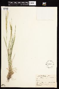 Agrostis stolonifera image