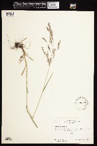 Agrostis stolonifera image