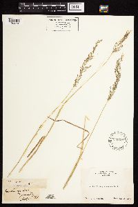 Agrostis stolonifera image