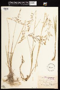 Agrostis stolonifera image