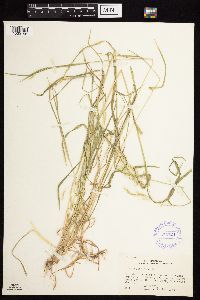 Agrostis stolonifera image