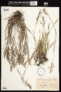 Agrostis stolonifera image
