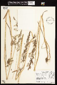 Agrostis stolonifera image